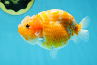 A Grade Sakura LionQueen 4-4.5 inches #050925LC_06