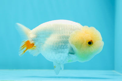 New ✨ Lemonhead Lipstick Lionchu Male 4-4.5 inches #0419LC_13