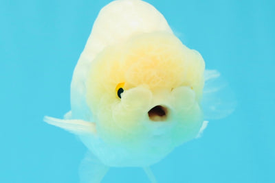 ❄️ Super Cute Snow White Lemonhead Lionchu Male 4.5 inches #0524LC_14