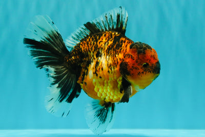 AAA Grade Tiger Oranda Male 6-6.5 inches #071026OR_36