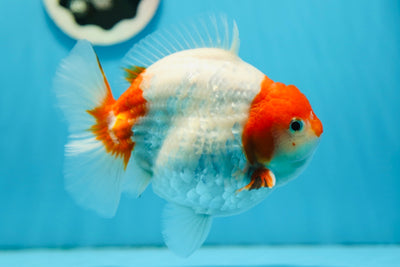 SHOW Grade Godzilla Sakura Yuanbao Mâle 5,5-6 pouces #0922YB_11