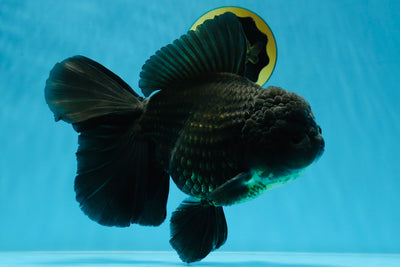 SHOW GRADE Super Jumbo Black Godzilla Oranda 8 inches #020725OR_01