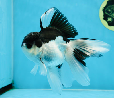 Panda Oranda Male 5.5 inches #021425OR_06