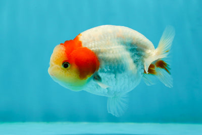 A Grade Lipsticks Sakura LionKing 3.5-4 inches #0202LC_19