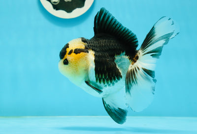 AAA Grade Panda Oranda Female 5.5 inches #1004OR_33