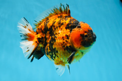 AAA Grade Godzilla Tiger Yuanbao Male 6 inches #021425YB_01