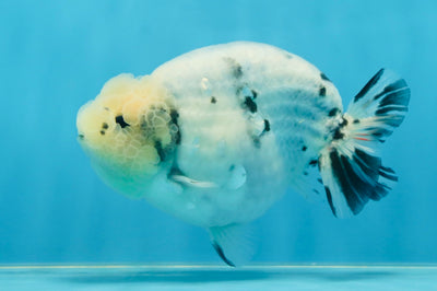 A Grade Marble Blue Back Sakura Lionking 4.5 inches #080125LC_16