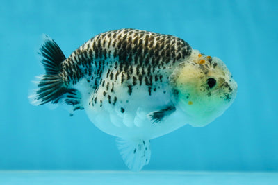 A Grade Kirin Polkadot LionQueen 4-4.5 inches #053025LC_05