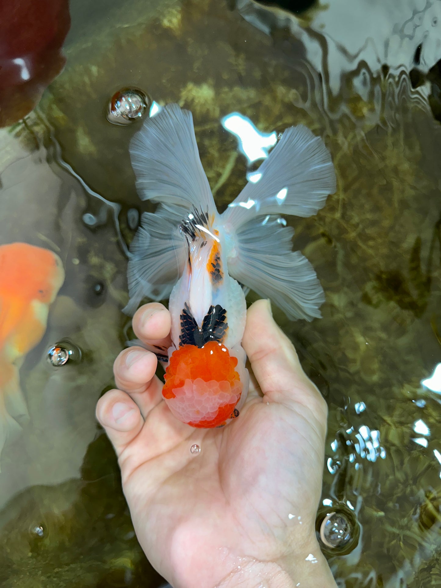 A Grade Tricolor Oranda Male 5.5 inches #070425OR_17