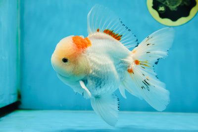 A Grade STUNNING Red White Oranda Male 5.5-6 inches #051625OR_25