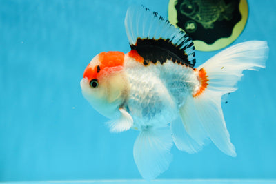A Grade Tricolor Gem Oranda Male 5-5.5 inches #020725OR_29
