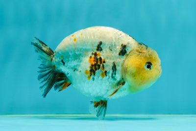 AAA Grade Special Tricolor LionKing 4.5-5 inches #111524LC_06