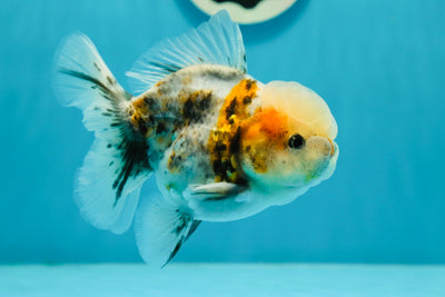 Macho oranda Calico Super Cutie de 4,5 pulgadas n.° 122923OR_04