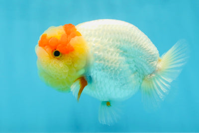 UNIQUE A Grade Red White LionQueen 4.5 inches #050225LC_18