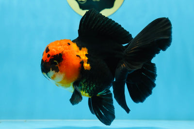 A Grade Apache Oranda Male 5.5-6 inches #081525OR_21