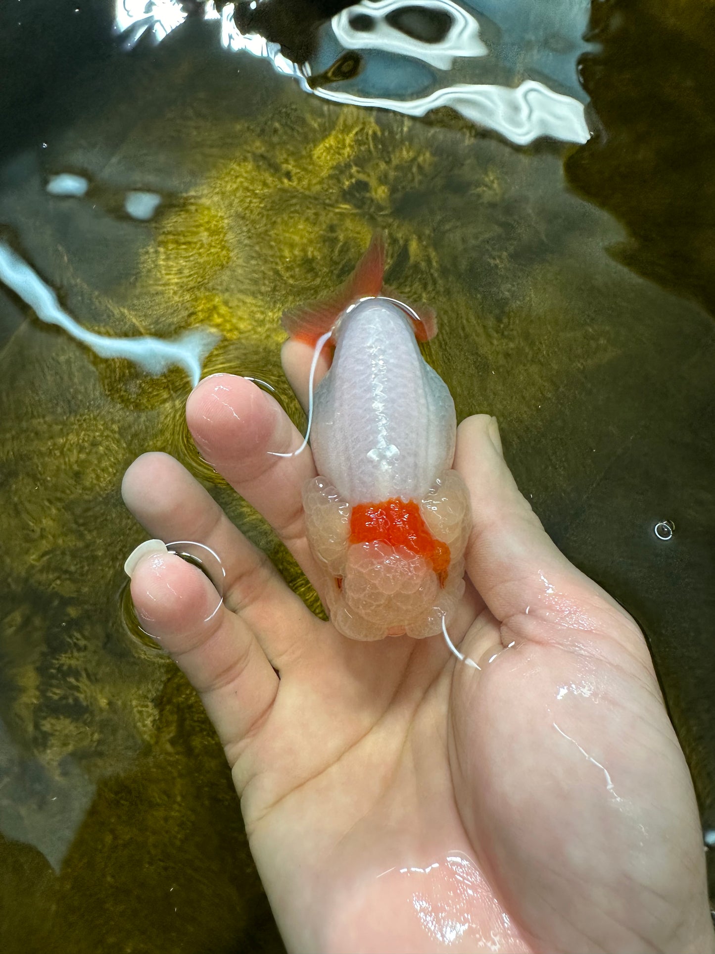 😙 Baby Big Wen Red White Lionchu Female 3.5 inches #0301LC_06