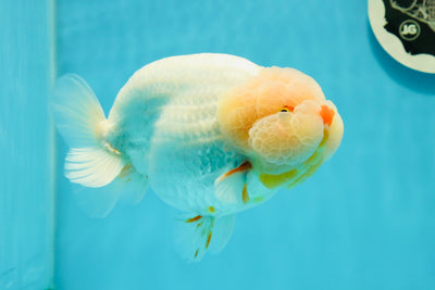 AAA Grade Unique Bulldog Red White LionKing 5.5-6 inches #0315LC_14