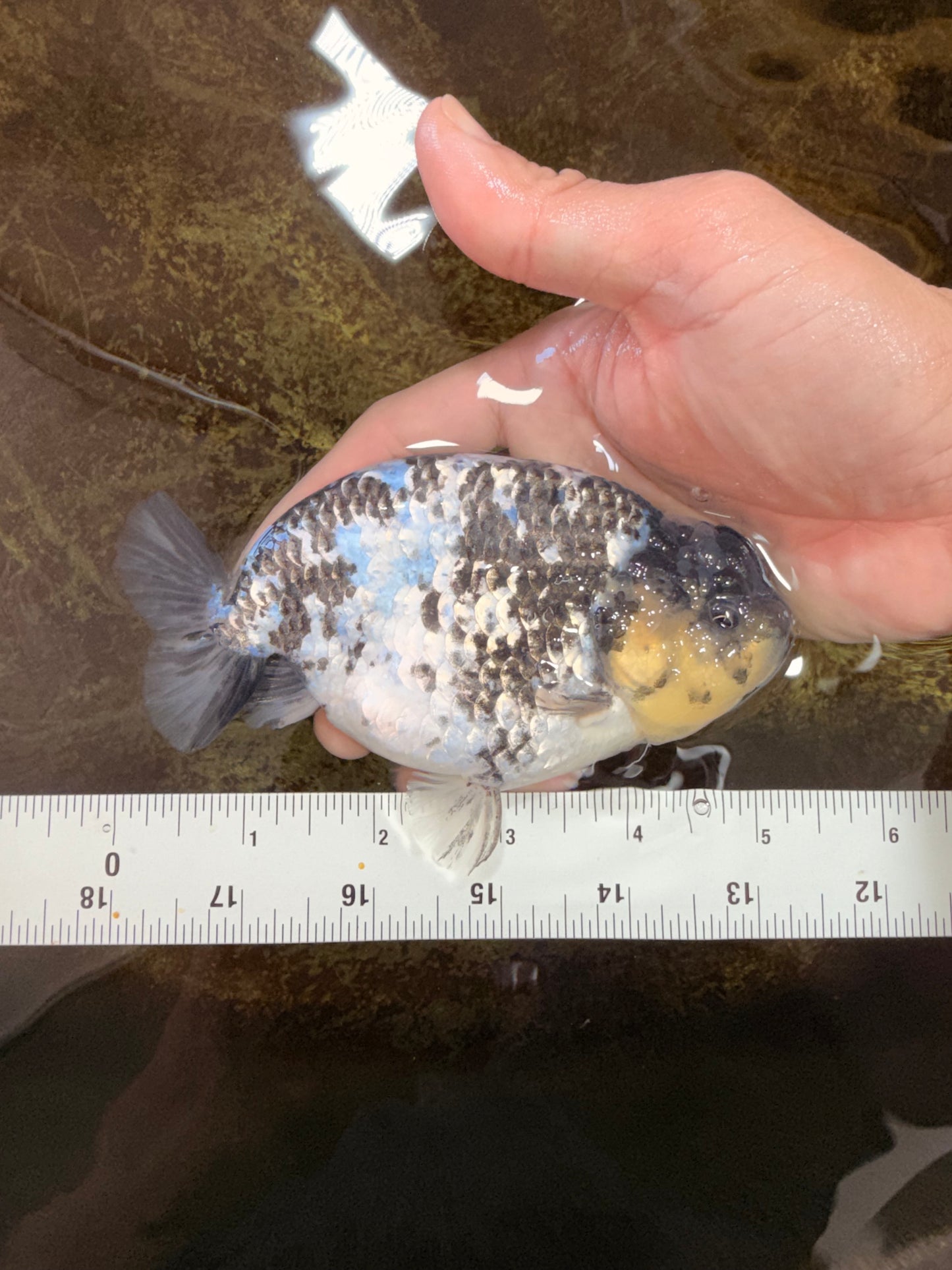 AAA Grade White Tiger LionQueen 5-5.5 inches #101025LC_17