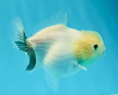 Tête de citron, femelle Yuanbao blanc neige mat, 3,5 à 4 pouces #1201YB_03