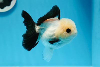 A Grade Panda Button Eyes Oranda Female 4-4.5 inches #0830OR_01