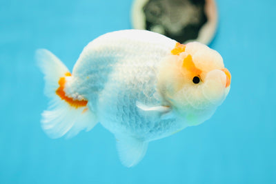 LionKing rouge et blanc à dos bossu de catégorie spéciale de 5 à 5,5 pouces #0804LC_04