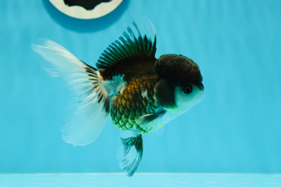 Panda oranda hembra de 4,5 pulgadas, tamaño grande, n.° 122223OR_06
