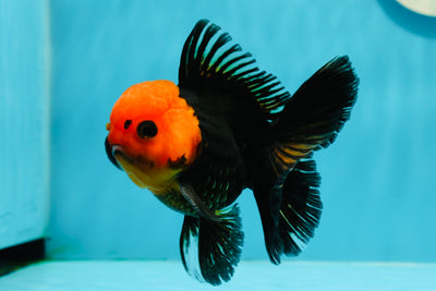 AAA Grade Red Head Button Eyes Tricolor Oranda Male 4 inches #122223OR_15