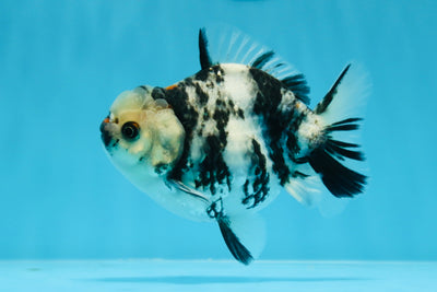 Yuanbao macho tigre blanco con mejillas anaranjadas de grado AAA de 4,5 pulgadas #0719YB_17