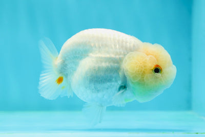 🐣 New Baby Lemonhead Snow White Lionchu Female 3.5 inches #0223LC_10