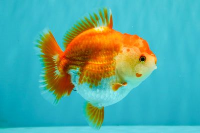 AAA Grade Red White Yuanbao Female 5 inches #062626YB_12