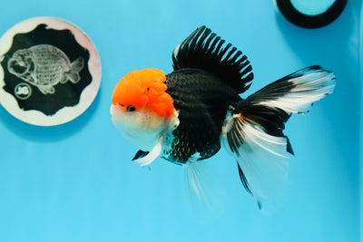 AAA Grade Red Head Tricolor Oranda Male 5 inches #0503OR_11