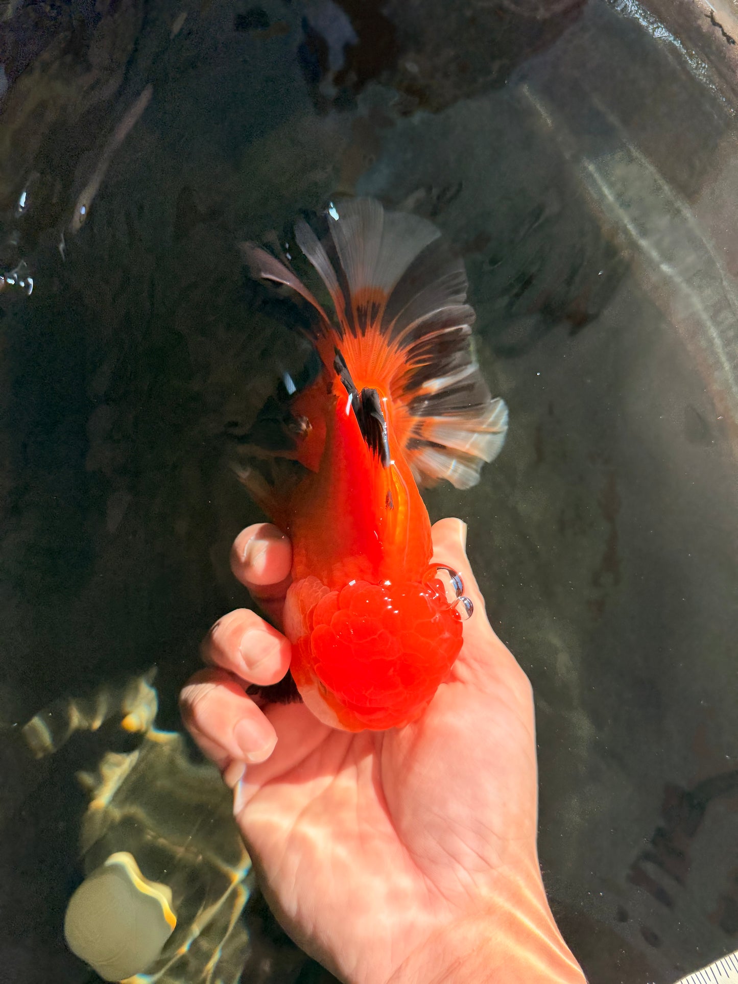 AAA Grade Apache Oranda Male 5.5-6 inches #041726OR_11