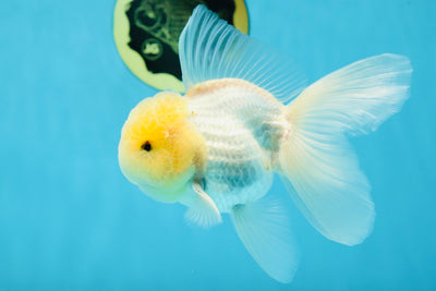 A Grade White Oranda Male 5 inches #060625OR_22