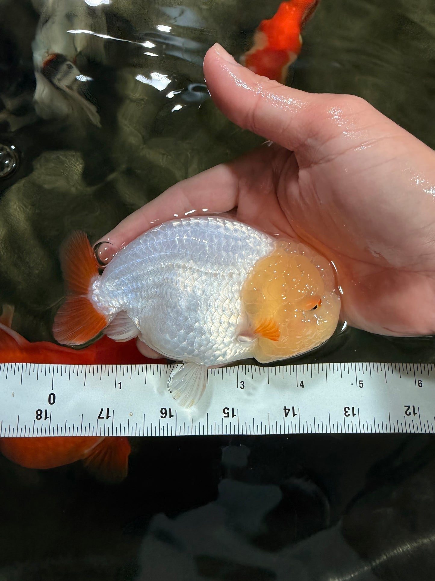 A Grade Red White LionQueen Female 4.5 inches #042426LC_17