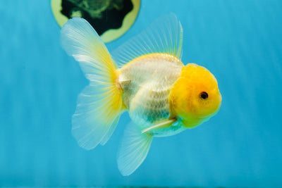 SUPER RARE AAA Grade Vivid Lemonhead Oranda Male 4 inches #013125OR_18