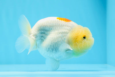 A Grade Lemonhead Unique Color Mark LionKing 4.5 inches #0726LC_37