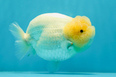 AAA Grade ❄️ Lemonhead Snow White LionQueen 5-5.5 inches #0105LC_01