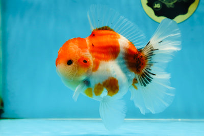 AAA Grade Godzilla Sakura Button Eyes Oranda Male 5-5.5 inches #052325_10