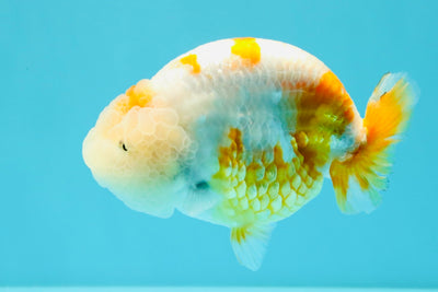 BEAUTY Sakura Chinese Ranchu Male 5-5.5 inches #032026RC_31