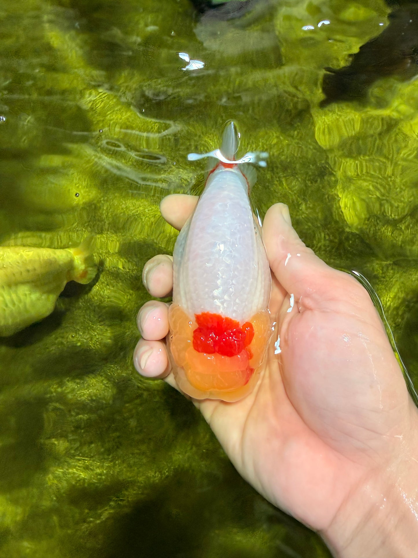 A Grade Red White LionQueen 4.5 inches #022026LC_15