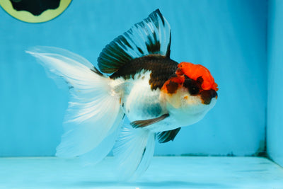 Tricolor Oranda Male 5-5.5 inches #091225OR_26