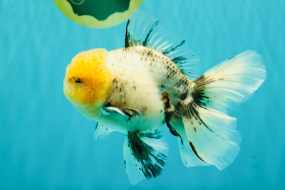 A Grade Marble Oranda Male 6 inches #062626OR_33