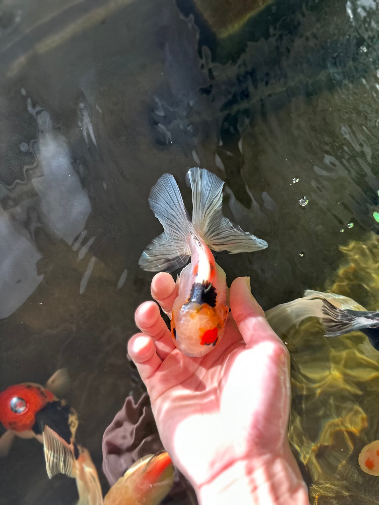 A Grade Tricolor Oranda Female 5 inches #031425OR_07
