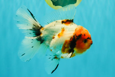 A Grade Sakura Oranda Male 6.5 inches #071726OR_24