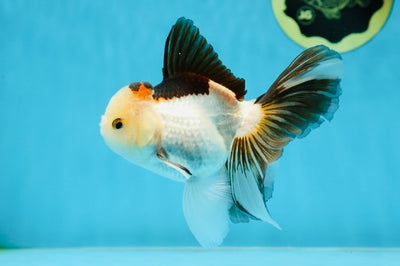 A Grade Tricolor Oranda Male 4.5-5 inches #022825OR_04
