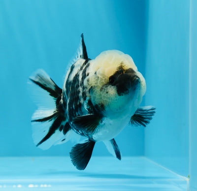 Tigre blanco Yuanbao macho de 4,5 pulgadas, grado AAA, n.º 0719YB_16