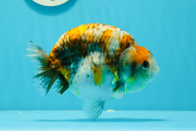 Femelle Kirin Calico Ranchu musclée de qualité AAA 5,5 pouces #0524RC_20