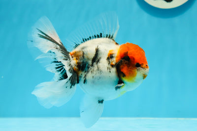 AAA Grade Caribe Calico Oranda Male 4.5 inches #1201OR_12