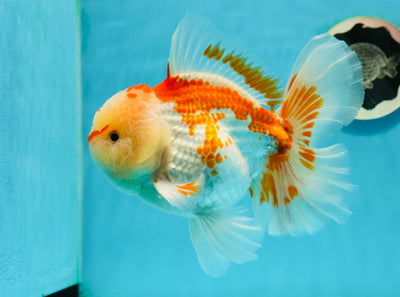 AAA Grade Mac n Cheese Godzilla Oranda Male 6 inches #0209OR_06