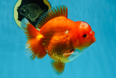 AAA Grade Red White Yuanbao Male 4.5 inches #103125YB_04